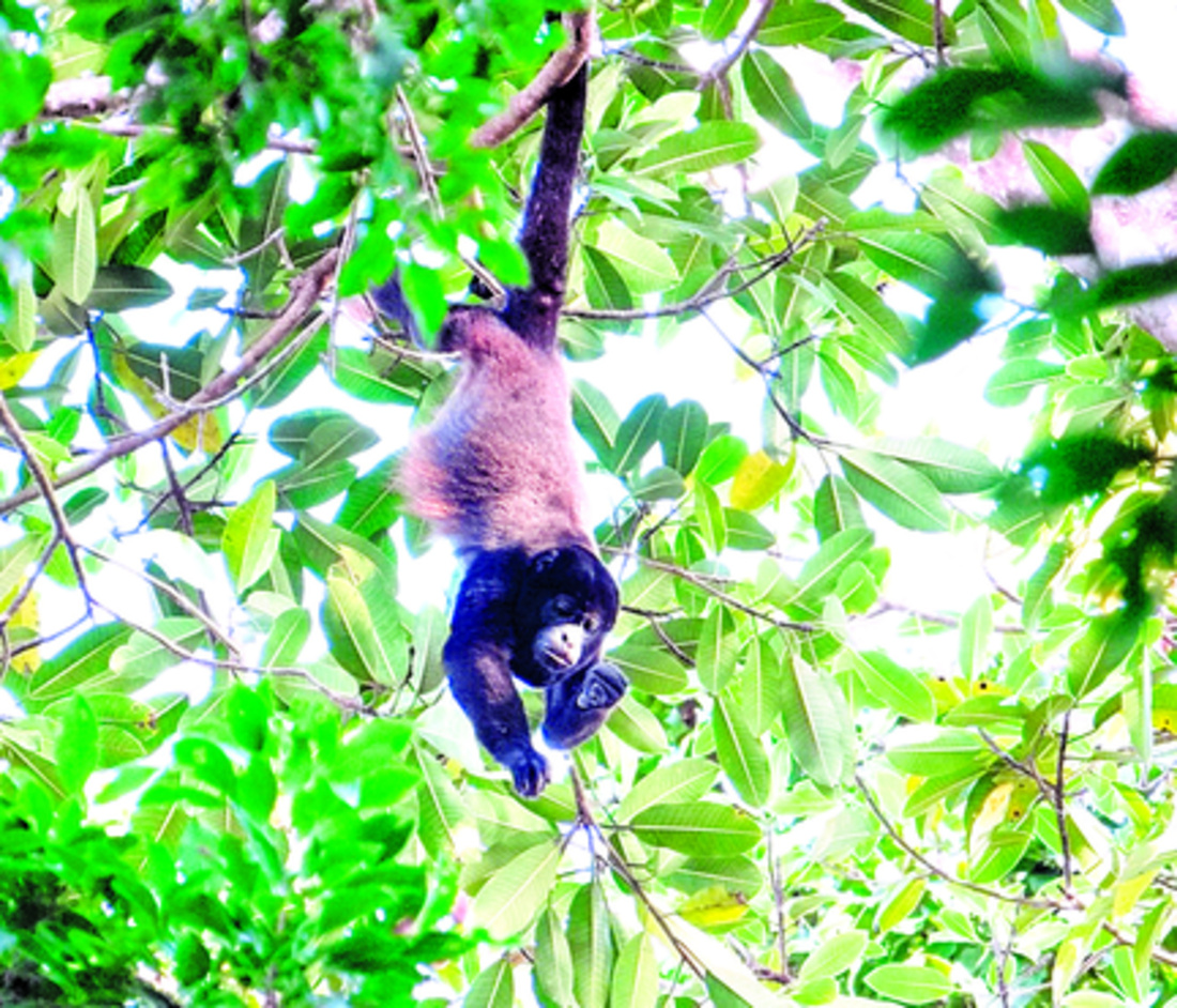 GAVILLA, LUGAR ESPECIALÍSIMO Día a Día