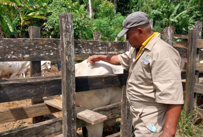 Implementan acciones de control y prevención tras caso de rabia en bovino en Colón 