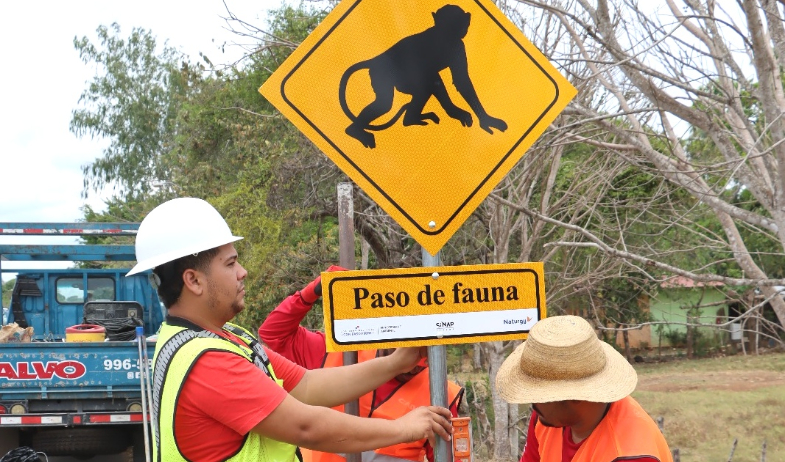 Instalan pasos aéreos para proteger a los monos aulladores 