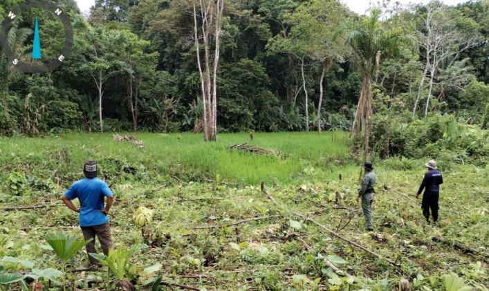 Detectan deforestación en área protegida en Colón 