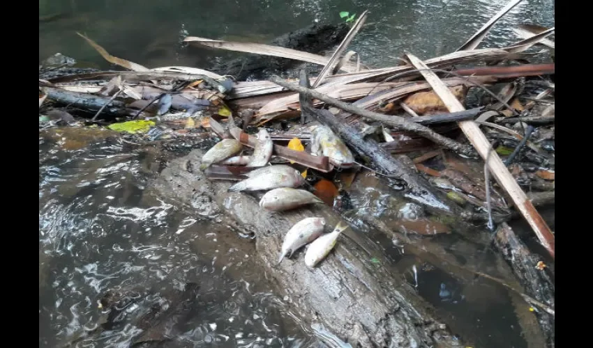 Mortandad de peces en Veraguas 