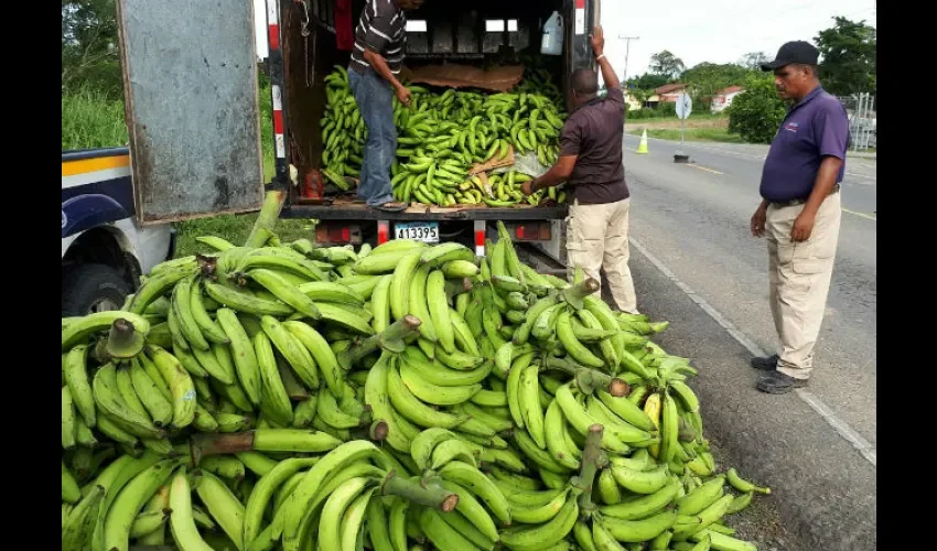 Plátanos en Bocas del Toro 
