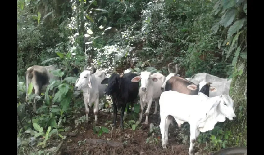 Ganadería en Chiriquí 