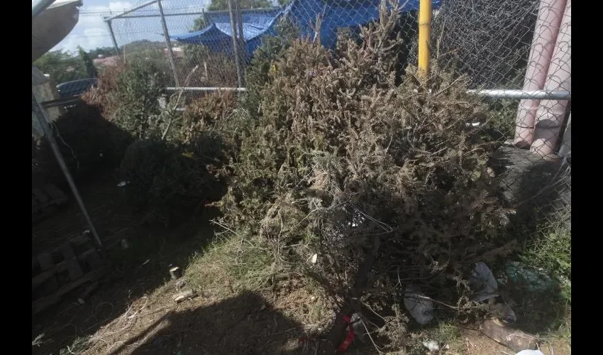 La mercancía se les está quedando a los vendedores. Su precio es elevado y el árbol flaco. FOTOS: ROBERTO BARRIOS