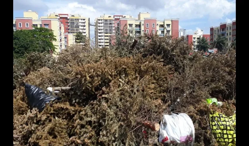 Depositaron una montaña de arbolitos de Navidad. Foto: Jesús Simmons