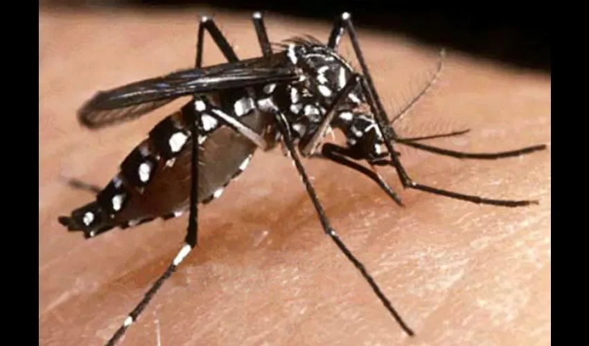 Mosquito Aedes Aegypti.