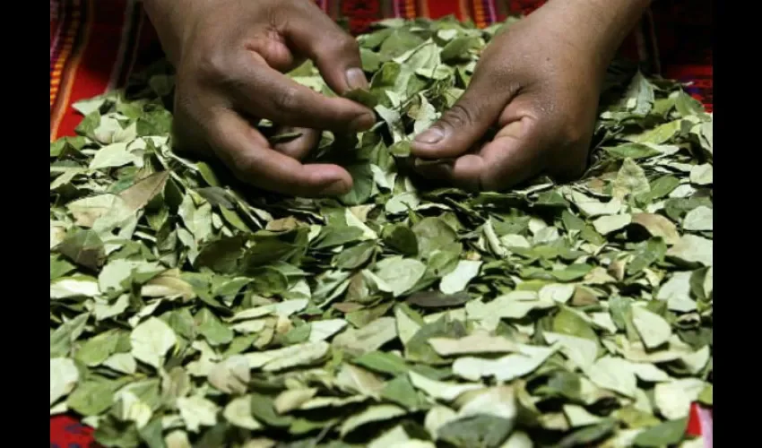 Hoja de coca. 