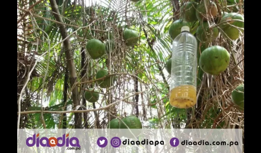 Las cucurbitáces buscan  siempre los árboles frutales. Foto: Epasa