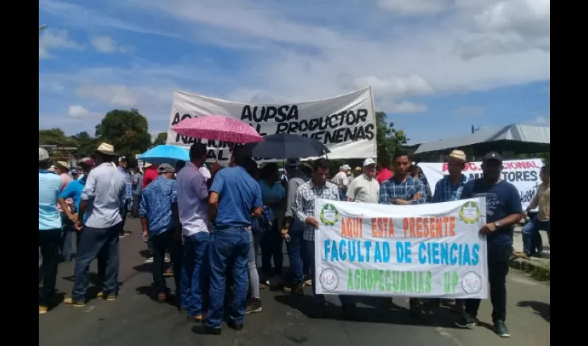 Productores de Azuero. 