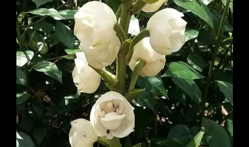 Flor del Espíritu Santo. Foto: EFE