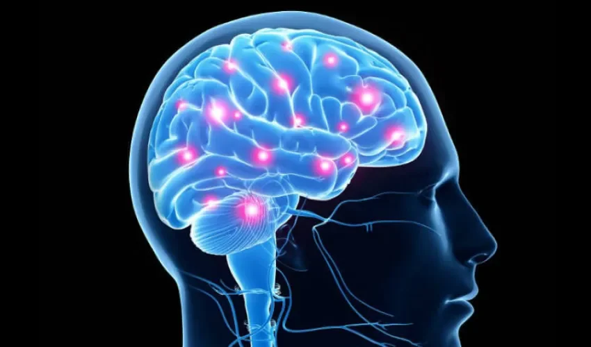 Foto ilustrativa del cerebro humano. 