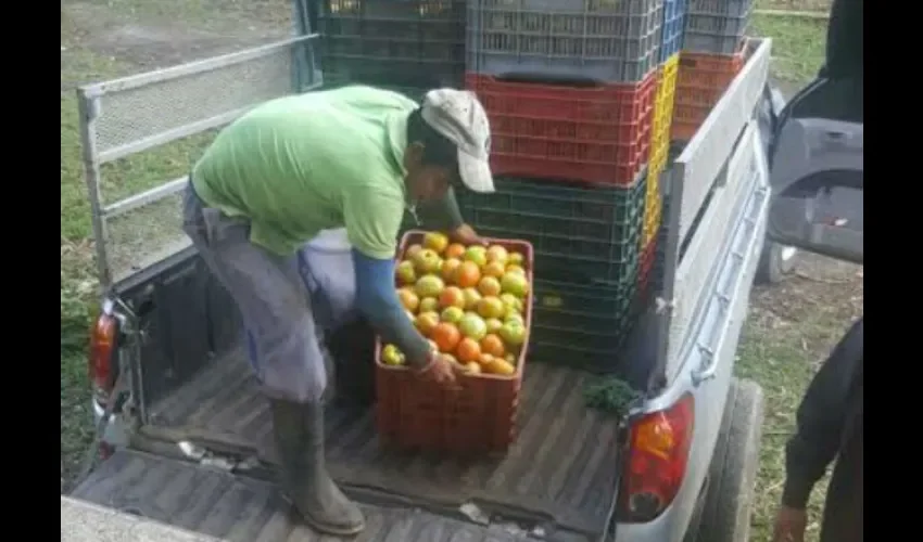 Productores de Chiriquí.