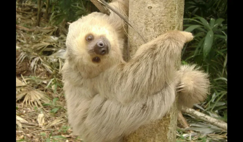 Es una especie de clima tropical. Foto: Epasa