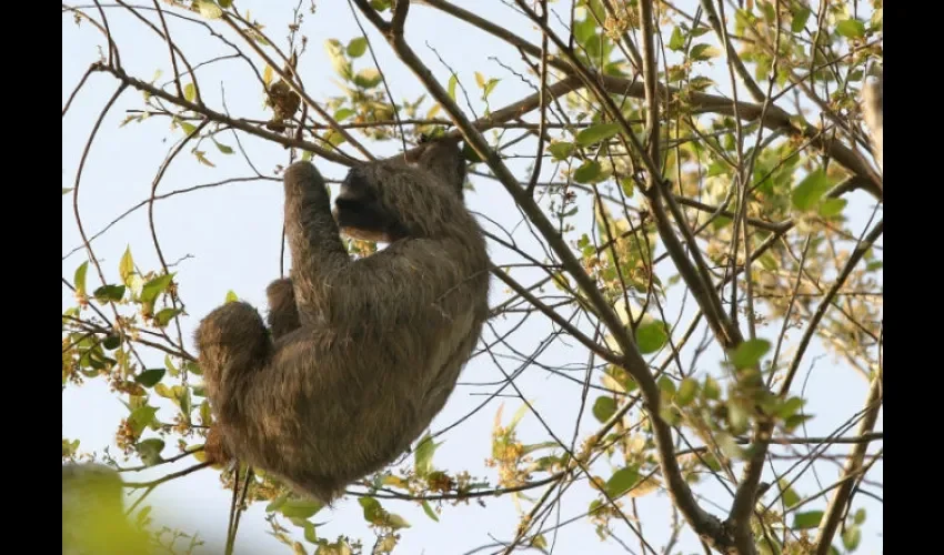 Depende de la especie, se alimentan de flores, hojas y frutas. Foto: Epasa