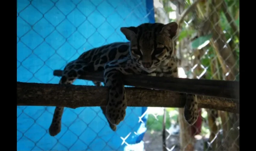 Ocelote en cautiverio mientras se recupera y es liberado. Foto: Cortesía Mi Ambiente