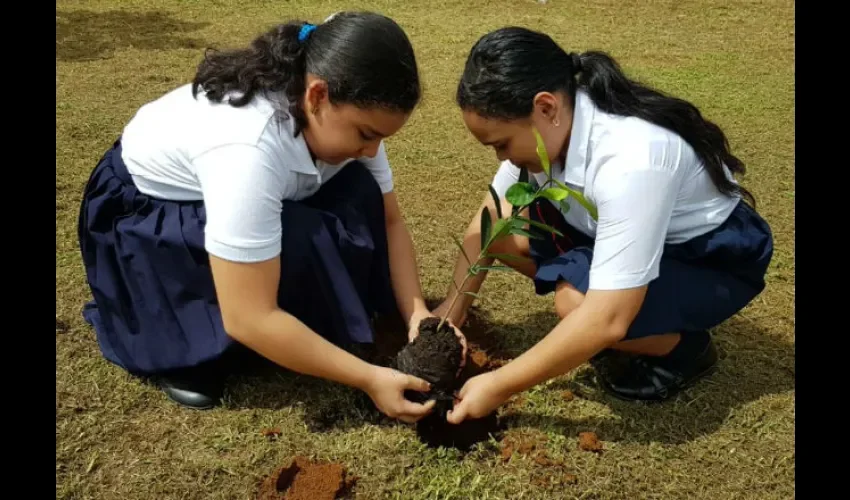 Panamá trabaja en la alianza por el Millón de Hectáreas Reforestadas. Foto: Cortesía