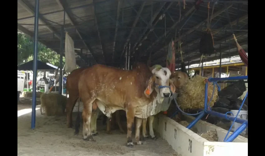 Ferias en Azuero. 