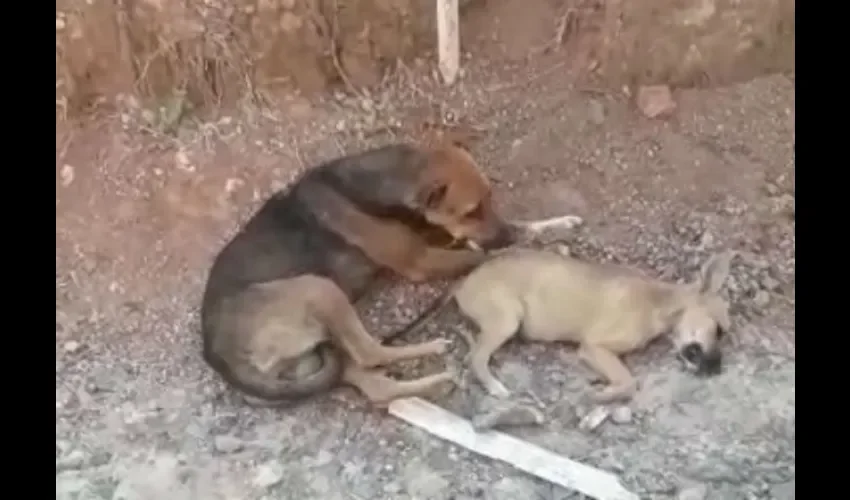 Mortandad de perros en Panamá Oeste. 