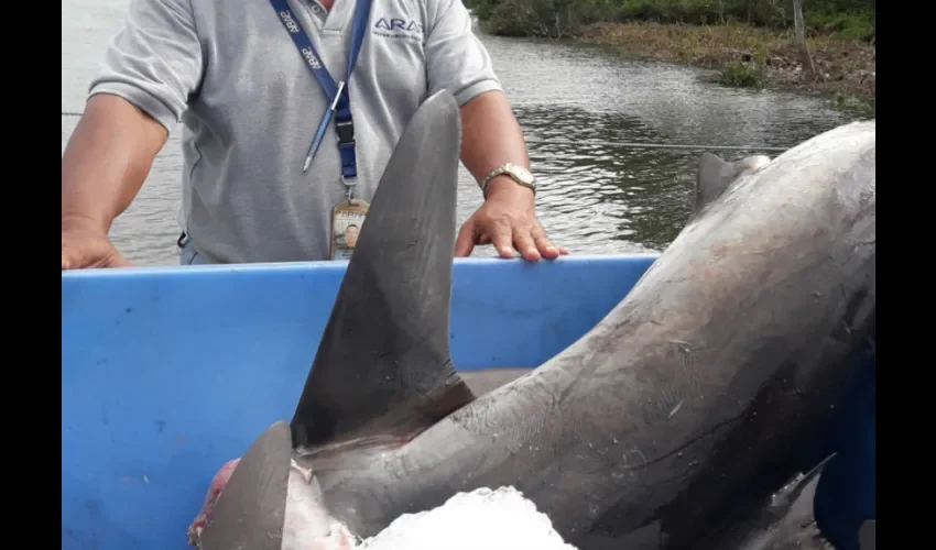 Foto ilustrativa de la pesca ilegal. 