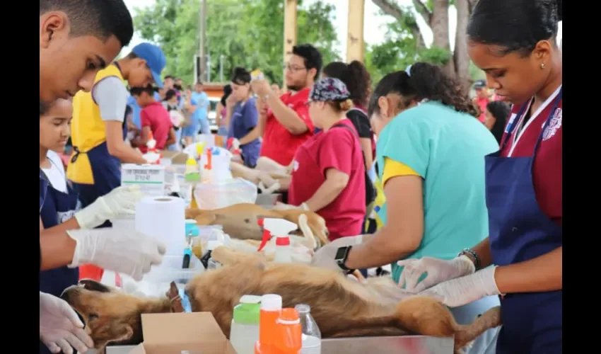 El mes pasado se presentó ante el Comité de Asuntos Municipales de la Asamblea Nacional una propuesta formal para su consideración en la reglamentación de la Ley 70 que protege a los animales domésticos, el subsidio gubernamental a las esterilizaciones veterinarias.
