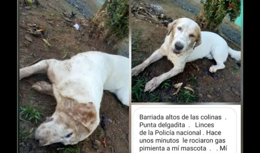 A través de una video institucional, la Policía Nacional informó que el perrito estaba fuera de peligro y que reiteraban el apoyo a la campaña en contra del maltrato animal. 