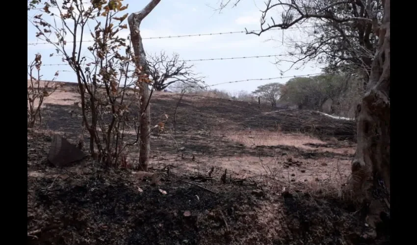 Foto ilustrativa del área afectada por el incendio. 