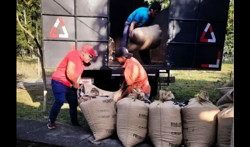 Una vez se logró el acuerdo, el IMA también contribuyó con el traslado de 149 quintales de café Catura en pergamino, desde Hato Ratón hasta San Félix, donde está ubicada la empresa que adquirió la cosecha.