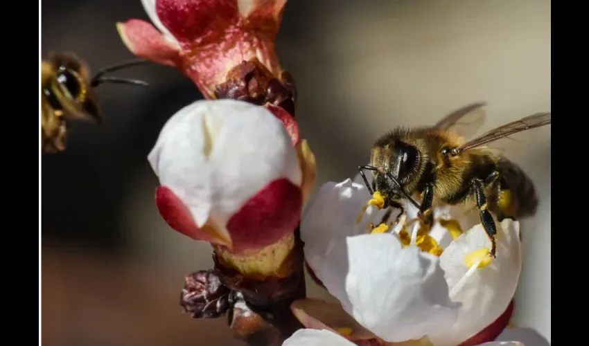 La labor del PNUD, dirigida a ayudar a los gobiernos a frenar la deforestación, promover prácticas de agroforestería sostenibles y detener el tráfico ilegal de especies silvestres en peligro, contribuye a prevenir futuras pandemias.