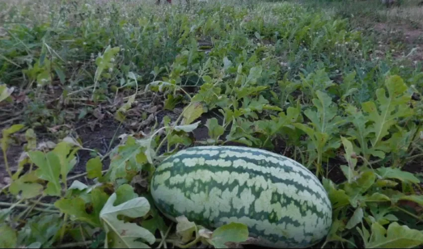 Sandia. 