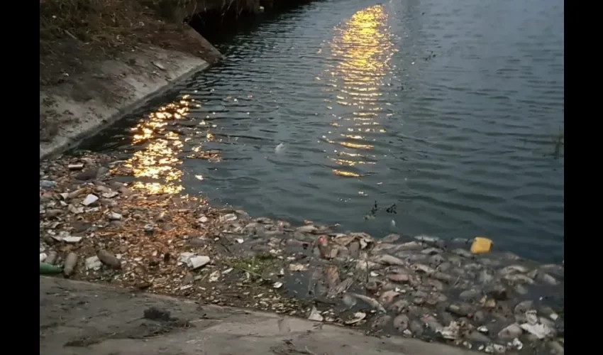 Foto ilustrativa de varios peces muertos. 