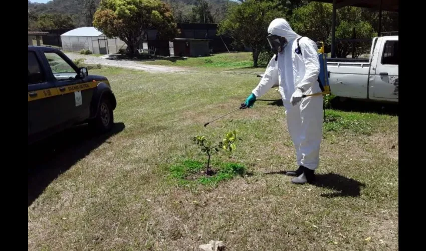 Foto ilustrativa de la fumigación. 