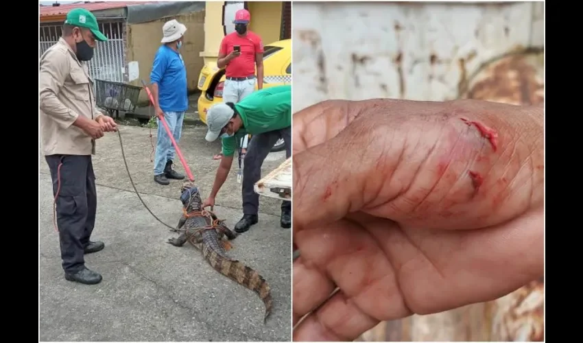 El lagarto fue llevado al área protegida del Lago Gatún. Foto: Diomedes Sánchez. 