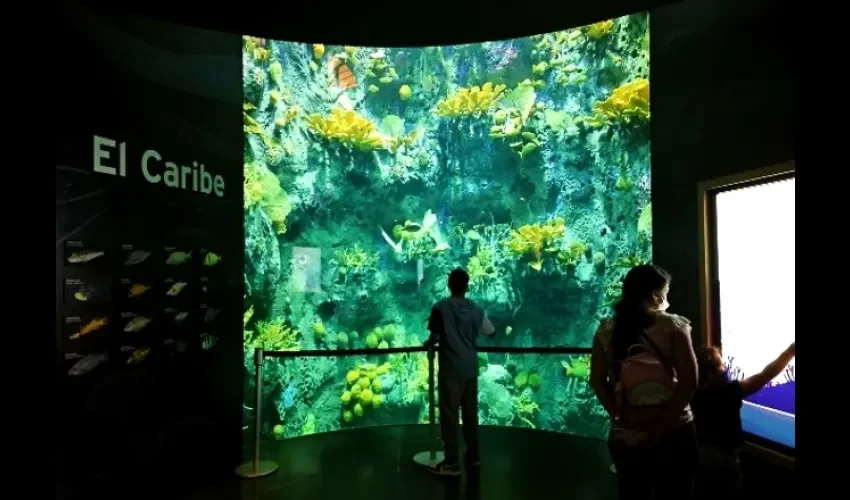 Acuario del Caribe en la exhibición "Océanos divididos" en el Biomuseo. Foto/Mellibeth González