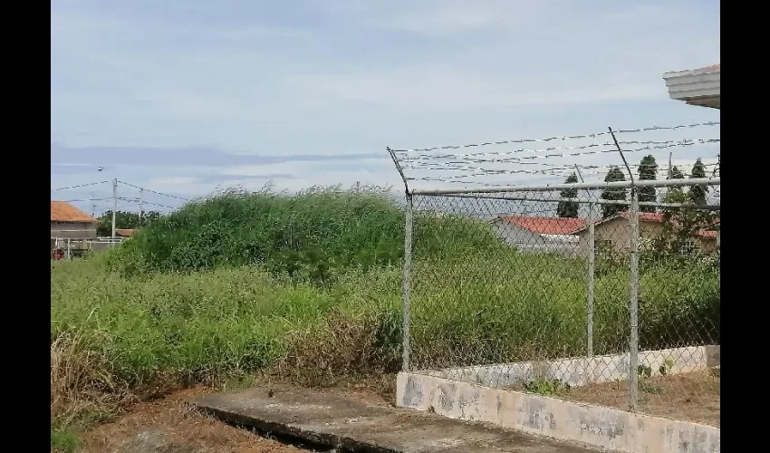 La maleza sobrepasa algunas cercas. 