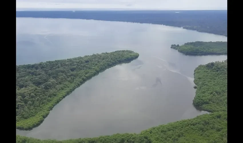 Chiriquí es la segunda provincia con mayor extensión de manglares.