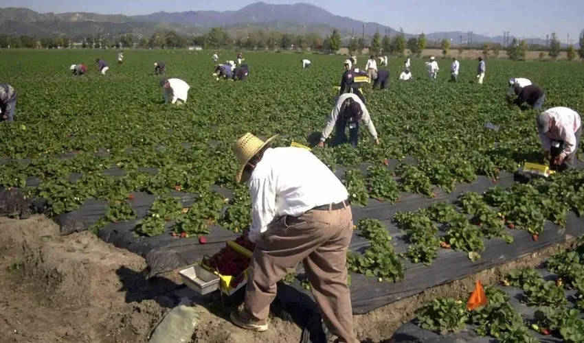 Vista de los cosechadores. 