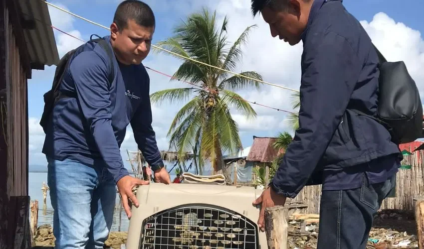 Vista del traslado del animal.