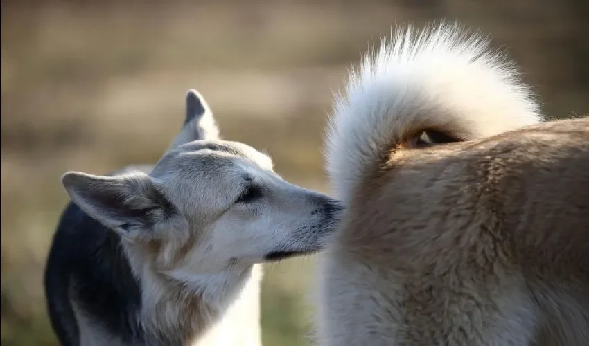 Los perros tienen su forma particular de conocerse.