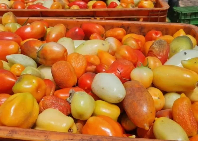  Cae la producción de tomate industrial en Los Santos 