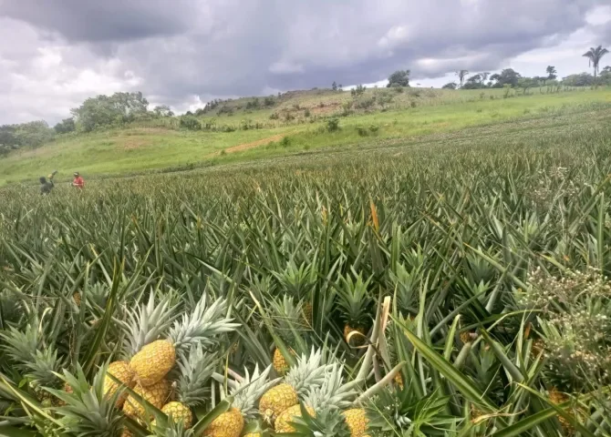 El "tour de la piña", un deseo que busca su espacio