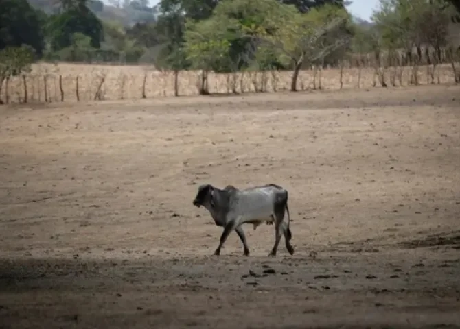  Fotografía de archivo fechada el 12 de mayo de 2023, que muestra a una vaca sobre un pastizal seco en la Península de Azuero (Panamá). EFE/ Bienvenido Velasco 