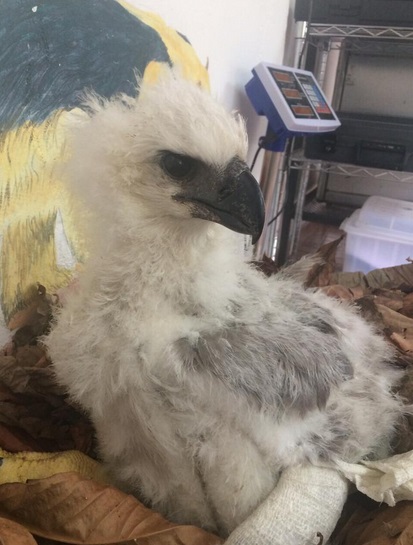 Muere pichón de Águila Harpía que habían rescatado en Darién | Día a Día