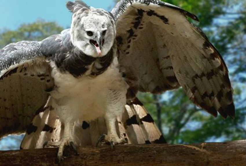 MiAmbiente investiga muerte de pichón de Águila Harpía | Día a Día