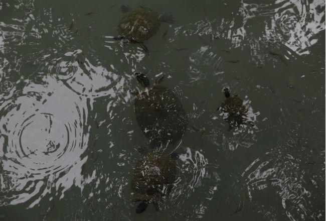 Las tortugas de río también sufren por la contaminación. Foto: Roberto Barrios