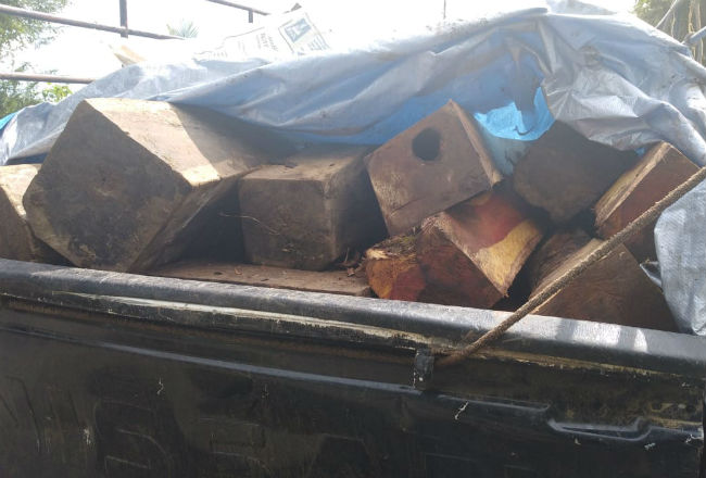 La madera era transportada en un auto pick up. Foto: Thays Domínguez