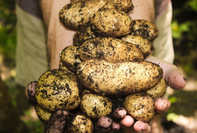 En tiempos de pandemia, la tierra produce, pero ¿quién compra?  