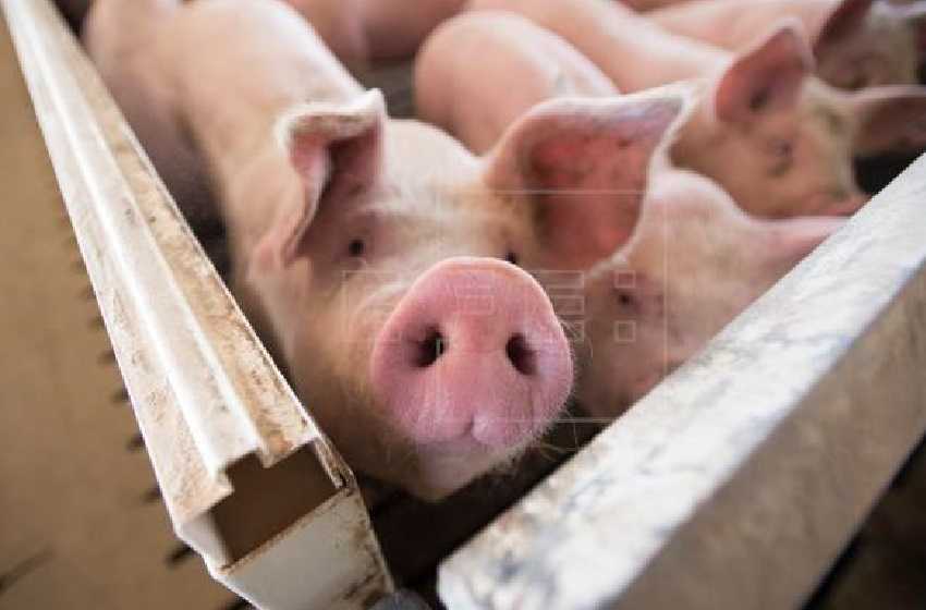 Logran trasplantar dos riñones de cerdo modificados genéticamente a un humano 