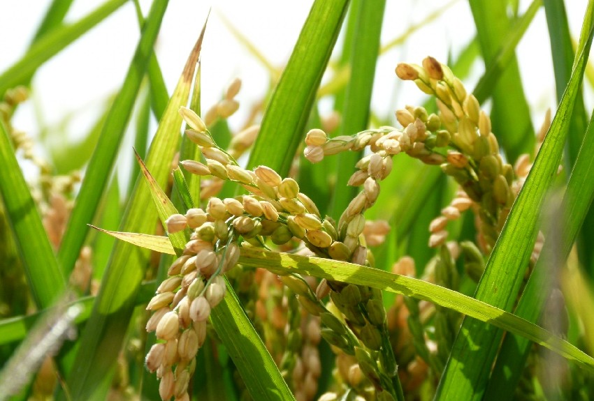 Cuanto tiempo tarda en cocerse el arroz