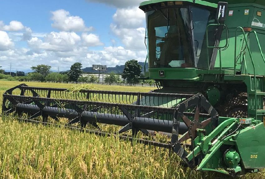 Ojo, Analmo revela que habrá poco arroz de primera hasta después de septiembre  