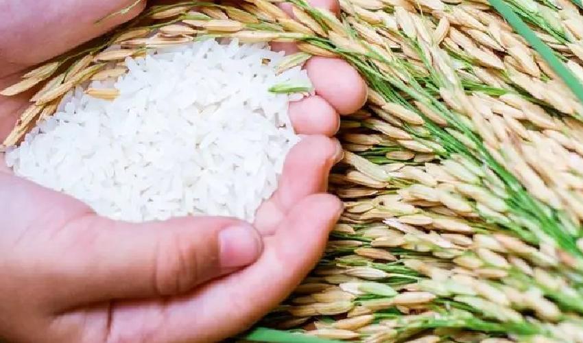 En peligro abastecimiento de arroz por protestas de mañana  
